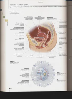 ЖЕНСКАЯ АНАТОМИЯ И ФИЗИОЛОГИЯ Сканирование и... - РФО «ОНА»