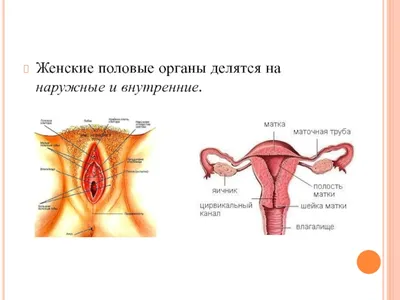 Анатомия женских половых органов