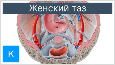 Не рано ли? В школе детям 10–11 лет рассказывают о строении половых органов  и показывают картинки - Delfi RUS