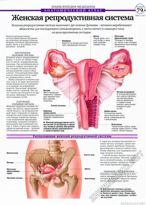 Как устроена женская репродуктивная система - Remedi