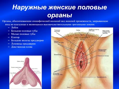 Рак вульвы: симптомы, диагностика, лечение, стадии и профилактика онкологии  половых губ