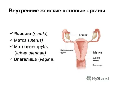 Функциональная анатомия женских половых органов