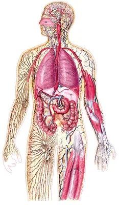 Картинки расположение органов человека (53 фото) - 53 фото