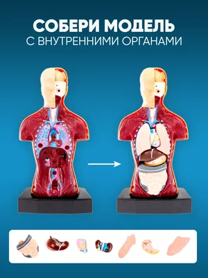 Только не говорите, что меня нашли в капусте. Как правильно объяснить  ребенку, откуда он появился, почему его тело меняется и что такое половые  различия Евгений Кащенко - купить книгу Только не говорите,