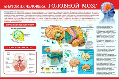 Анатомия тазового дна - KinesioPro