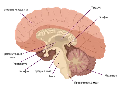 Пищеварительная система : нормальная анатомия | e-Anatomy