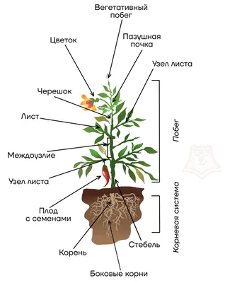 russian по низкой цене! russian с фотографиями, картинки на мужских половых  системы photo.alibaba.com