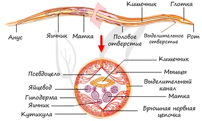 Анатомия женской репродуктивной системы: особенности устройства и функции