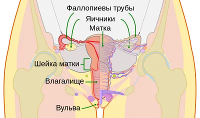 Влагалище человека — Википедия