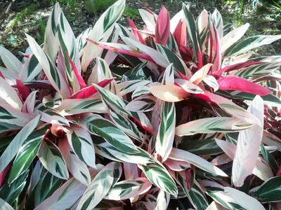 Фотография Строманты: популярное растение для домашнего озеленения