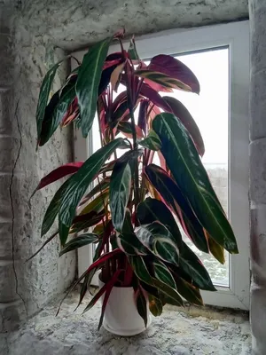 Фото красивой комнатной растения Строманта