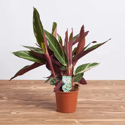 Картинка комнатного растения Строманта в минималистическом интерьере