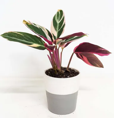 Фотография комнатного растения Строманты: какие преимущества оно имеет перед другими растениями