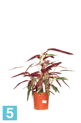 Строманта на фото: как вырастить этот растение в доме