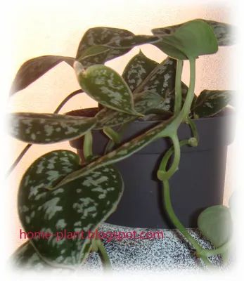 Фотография Сциндапсуса: почему это одно из самых популярных комнатных растений