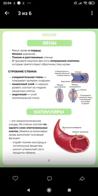 Аспергиллез - причины появления, симптомы заболевания, диагностика и  способы лечения