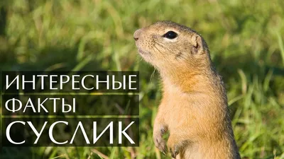 Картинки на тему #суслики - в Шедевруме