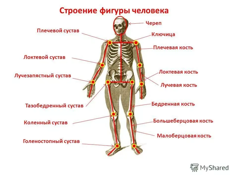 Названия суставов человека