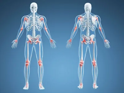 Суставы человека: анатомия и классификация
