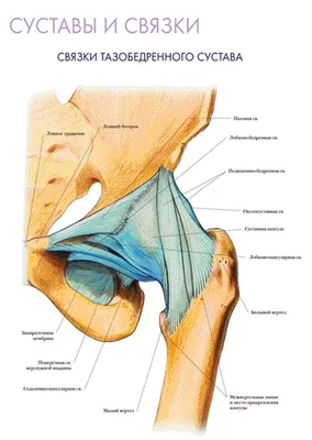 Остеопатия при лечении суставов, работа с коленными суставами