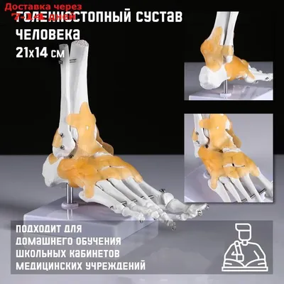 Стенд по анатомии человека \"Тазобедренный и коленный суставы\"