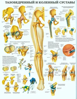 Тазобедренный сустав | Анатомия и физиология, Упражнения для йоги, Анатомия  человека