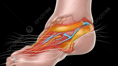 Тазобедренный и коленный суставы | Human body anatomy, Body systems, Medical