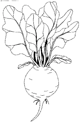 свекла | Раскраски, Художники, Раскраски для детей