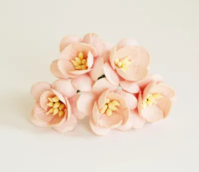 Цветы вишни розово-персиковые светлые, 5 шт. купить недорого | Cкрапбукинг  интернет магазин – Скраподелие