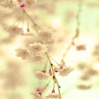 Красивые светлые цветы - 72 фото