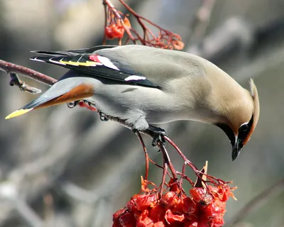 Одна из красивейших птиц: стаю свиристелей удалось поймать в кадр фотографу  из ЕАО - EAOMedia.ru