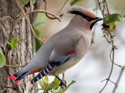 Японский свиристель - eBird