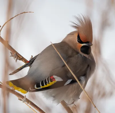 Свиристель (фото): Яркая птица, умеющая петь