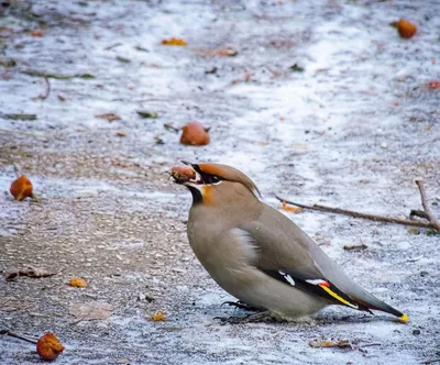 Японский свиристель - eBird