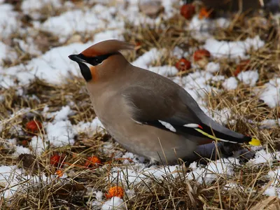 Свиристель на калине / фото :: птица :: Bombycilla garrulus :: калина ::  Свиристель / смешные картинки и другие приколы: комиксы, гиф анимация,  видео, лучший интеллектуальный юмор.