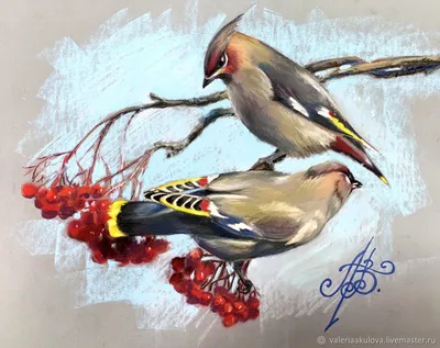 Любители птиц - Свиристель, или обыкновенный #свиристель / Bohemian waxwing  (лат. Bombycilla garrulus) Фотограф: Terje Kolaas Место: #Норвегия #Фото  #birdslovers #птицы | Facebook