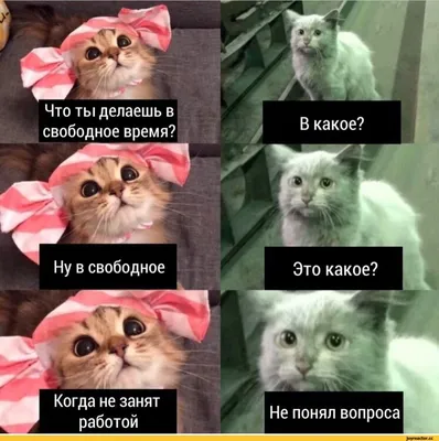 Что ты делаешь в свободное время? ••г* В какое? ''' Ну в свободное Это  какое? Когда не за / грустный кот :: смешные картинки (фото приколы) ::  котэ (прикольные картинки с кошками) /