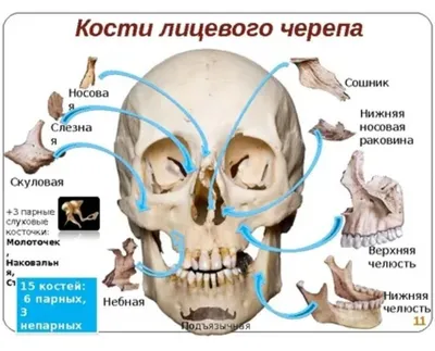 Картинка Свода черепа с кристаллами