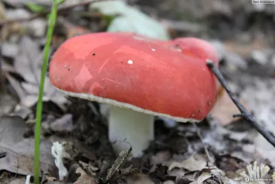 https://ru.pngtree.com/freepng/mushrooms-set-mushroom-russula-amanita_8735709.html