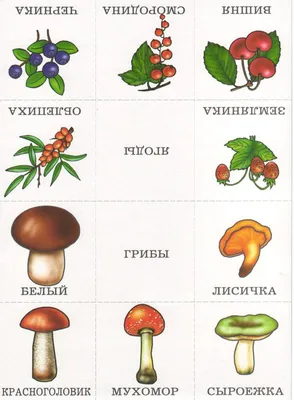 Почему гриб - сыроежка?