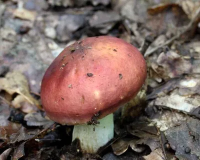 Сыроежка золотистая (Russula aurea) – Грибы Сибири [Вложение: 21424]