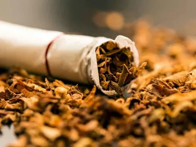 Табак Измир семена купить недорого