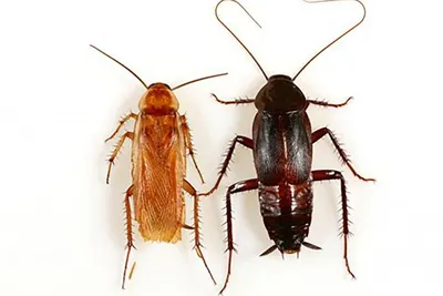 Чёрный таракан: Рыжий таракан в доме — трагедия, а чёрный — КАТАСТРОФА. Как  живёт спецназ от мира вредителей? | Пикабу