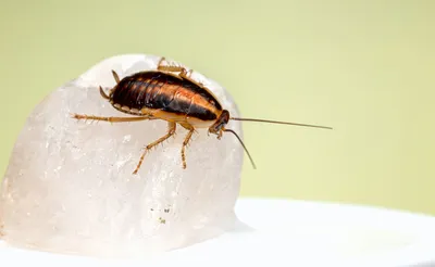 Как избавиться от тараканов в квартире навсегда: 5 эффективных средств -  Лайфхакер