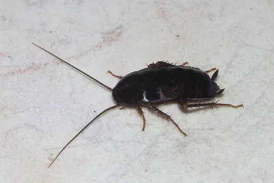 Откуда берутся тараканы и как они могут навредить - Здоровье 24