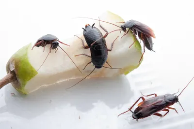 Чёрный таракан: Рыжий таракан в доме — трагедия, а чёрный
