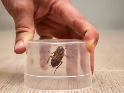 В Кузьминках тараканы атаковали подъезд жилого дома | Новости общества