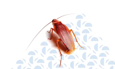 Как избавиться от тараканов в квартире раз и навсегда: пошаговая инструкция  с советами специалистов