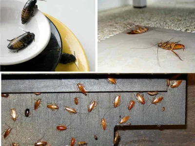 Тараканы в доме куда жаловаться | Санитарная служба