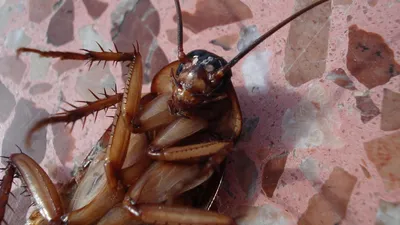 Эти существа, похожие на тараканов, могут поселится на кухне у каждого. Как  избавиться? - Telegraf.news